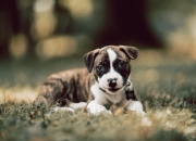 开云体育APP下载-铁血诗人与孤岛，阿劳霍用一场不朽防守，写下后防线的十四行诗