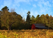 开云下载-历史的回响，从喀麦隆打破铁幕到莱万征服舞台