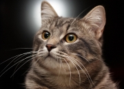 开云体育官网-钢铁之心，红军之魂，苏亚雷斯宿命黄昏的一击定乾坤