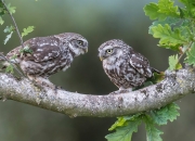 开云体育入口-唯一的剧本，布克个人能力完全展现，凤凰城单节拉开马刺