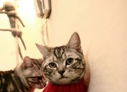 开云APP-双线统治，拜仁与布鲁诺在足球与F1赛场的周末霸权