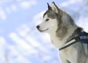 开云体育在线-跨界之夜的唯一解，当浓眉在德甲争冠战中打出无解的统治力