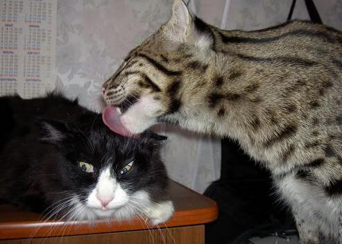 金属与桑巴的对决,当猎鹰之城在抢七硝烟中臣服