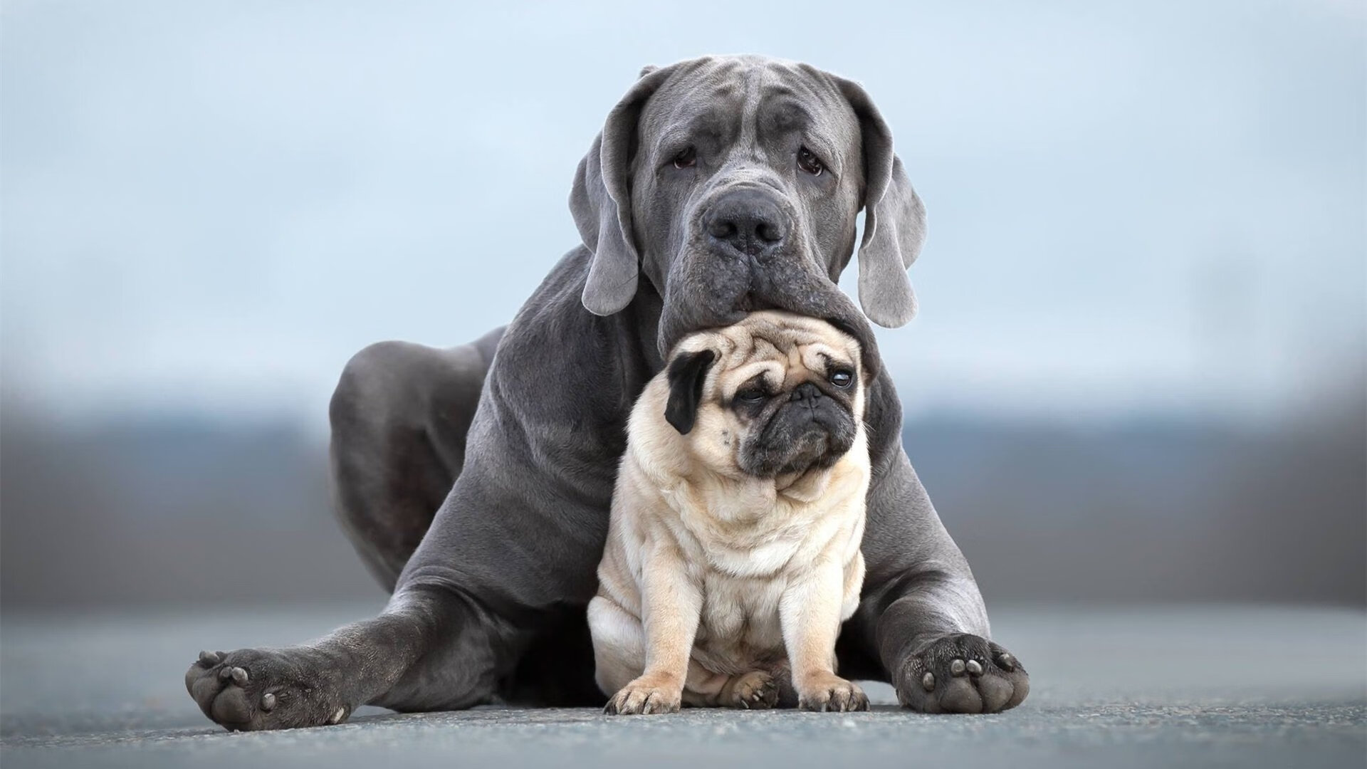智利对阵加拿大，帕尔默一锤定音，巨星光芒照亮赛场
