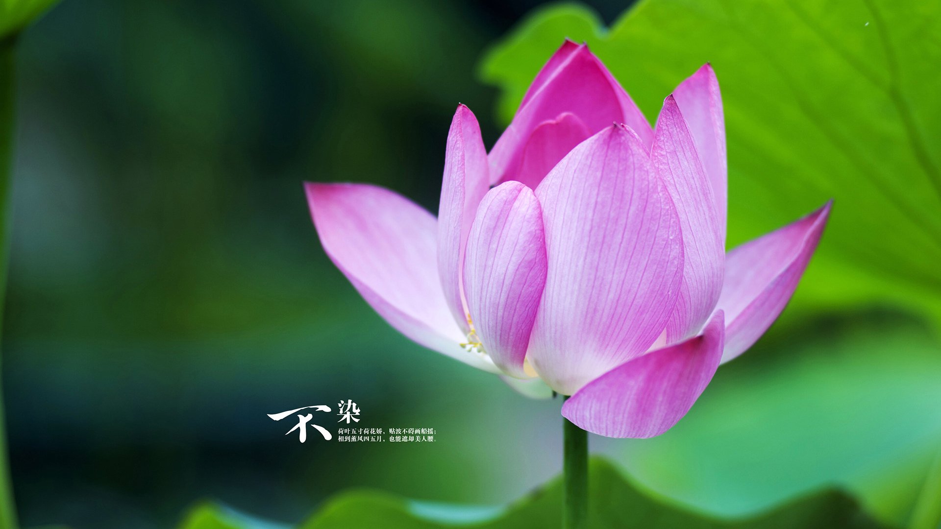 独行侠与叹息墙，当特奥利刃撞上希腊铁壁，足球的永恒悖论