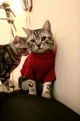 双线统治,拜仁与布鲁诺在足球与F1赛场的周末霸权