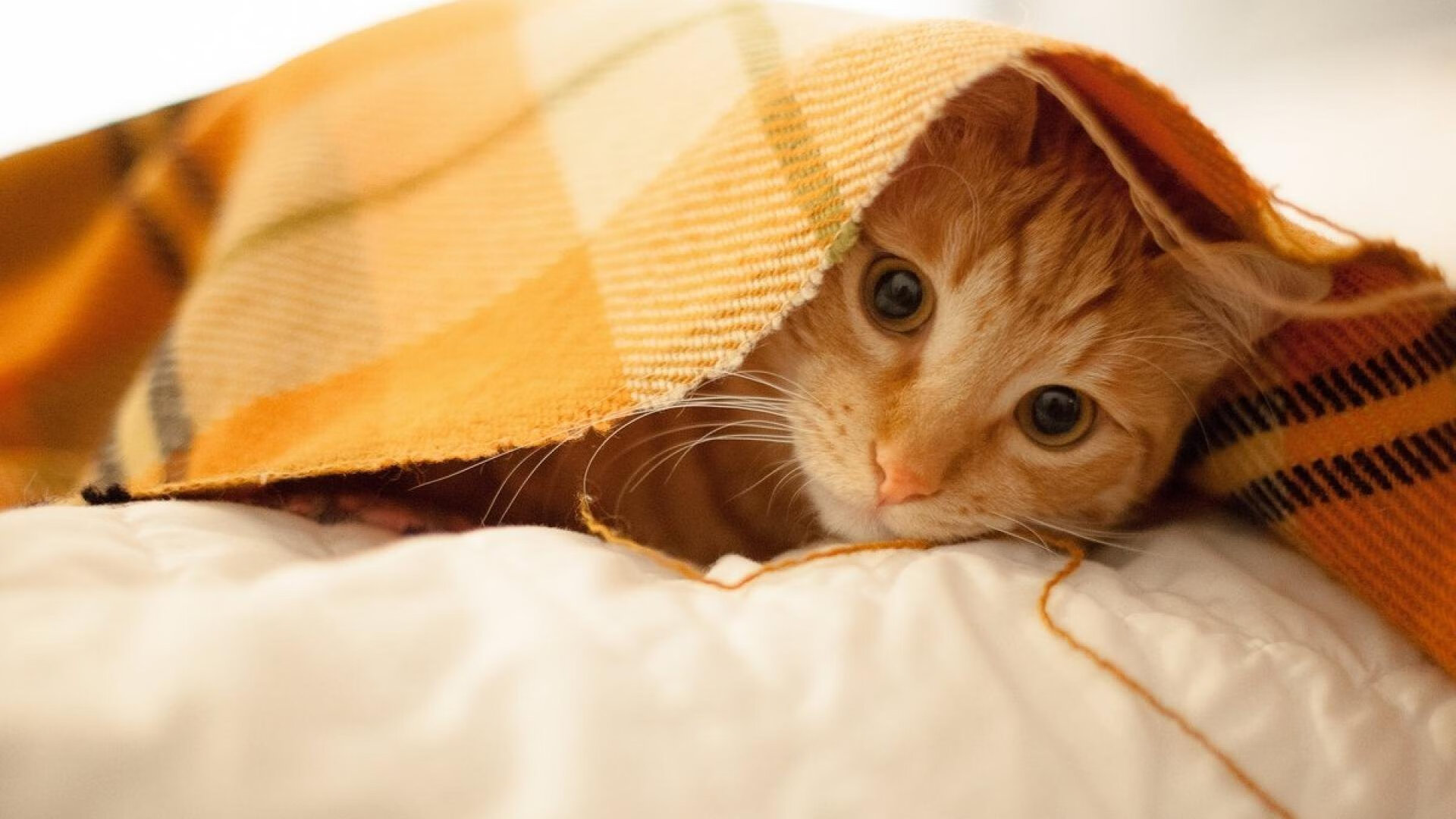 冷夜沸腾,沉默的吉林与惊醒的爱德华兹,写在东北虎咬破深圳的那个夜晚