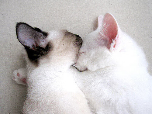 范弗利特魔笛吹破防线,国王全面压制令浙江队窒息