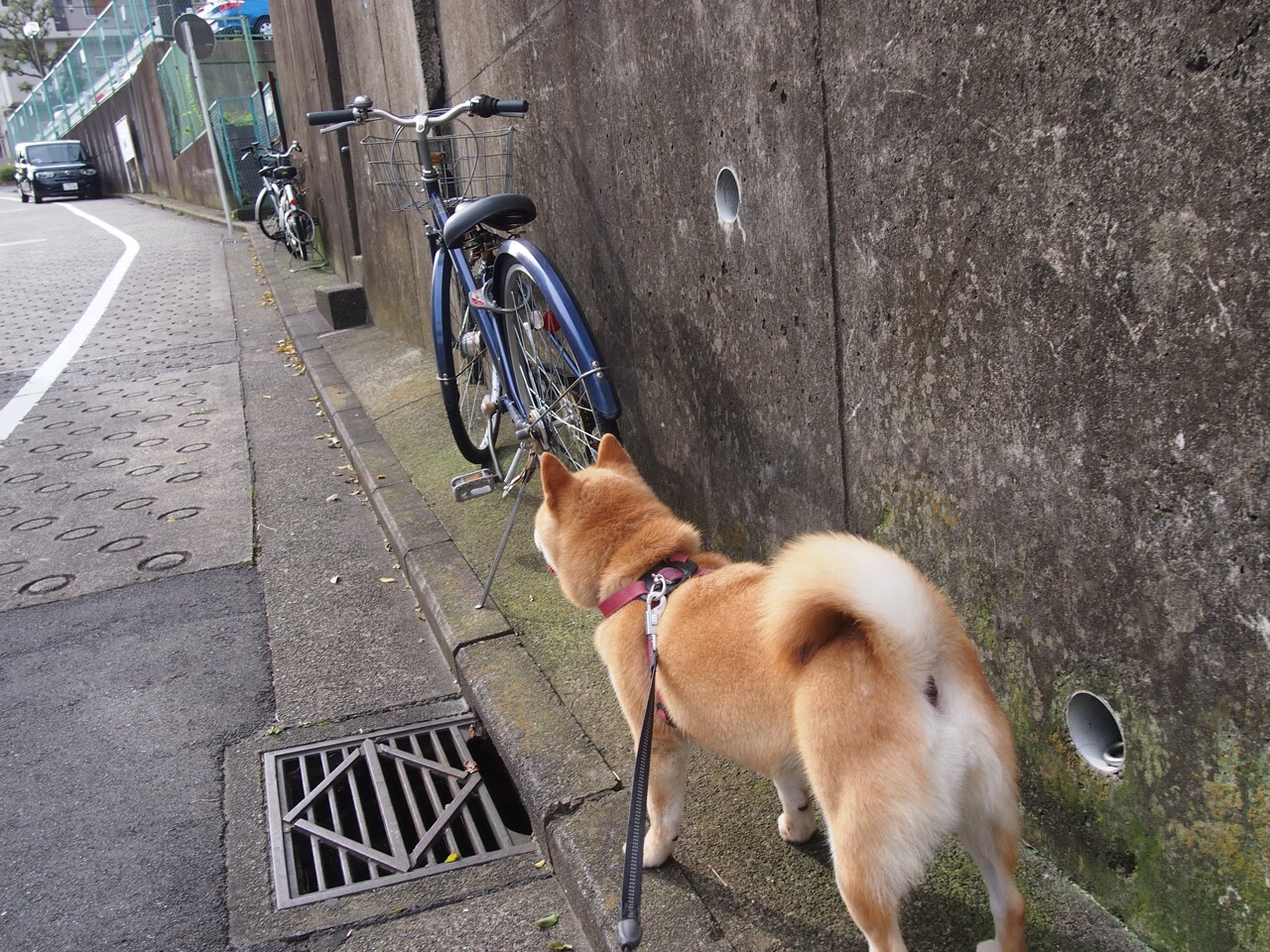 新王降临，卢卡库在贝蒂斯对阵皇家社会的对决中定义统治力