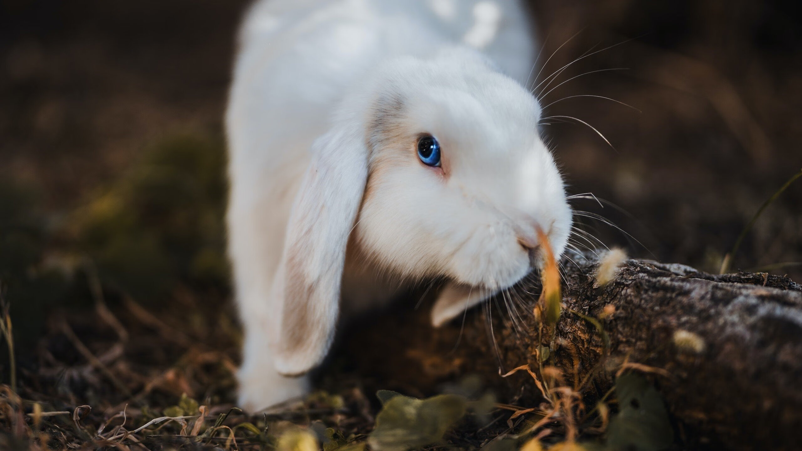 篮球的战争与和弦，勇士如何用节奏的艺术窒息灰熊