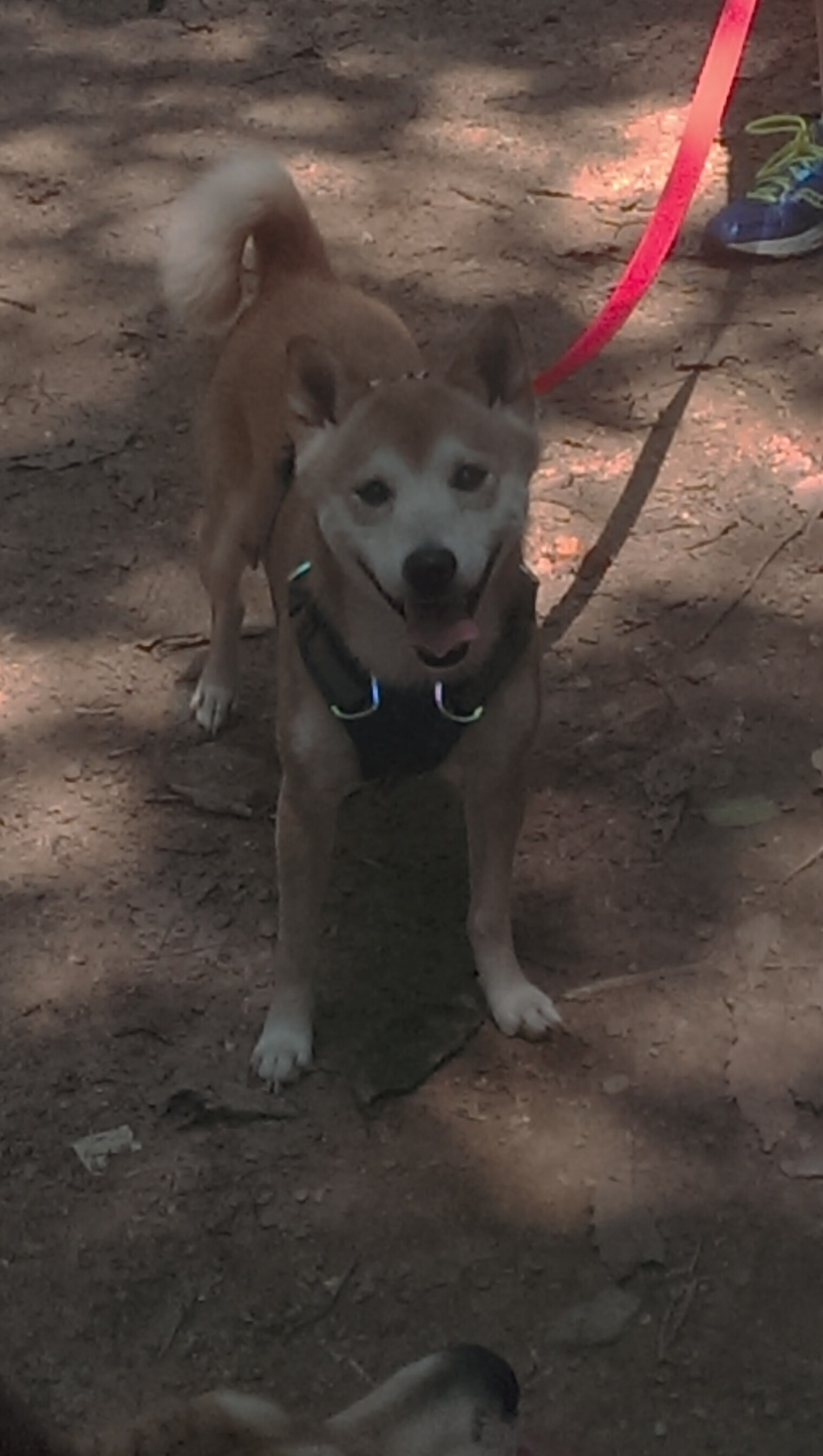 唯一性的展现,活塞击溃篮网与库里接管季后赛的深刻启示