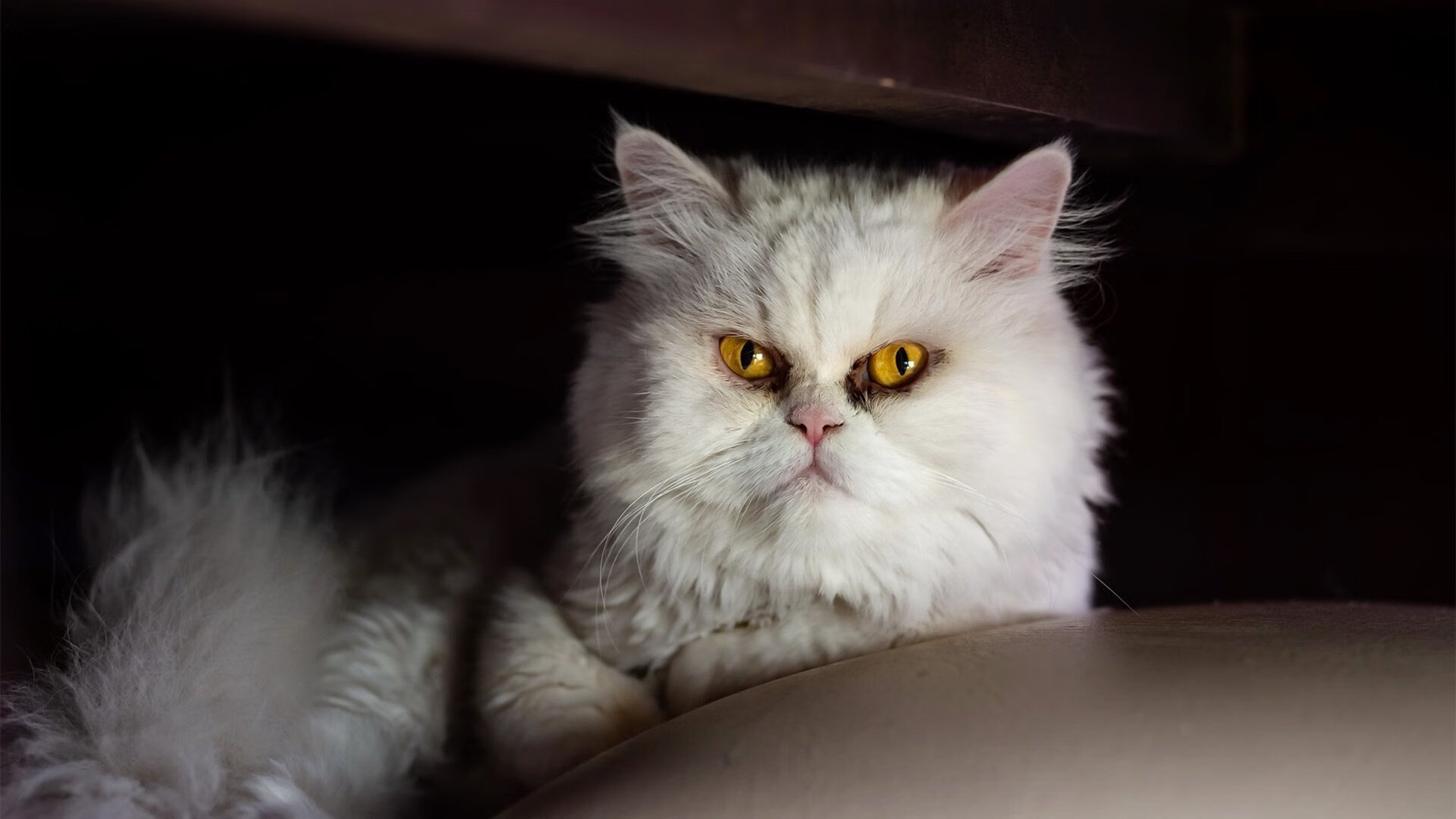 爵士带走骑士,当福克斯化身关键先生